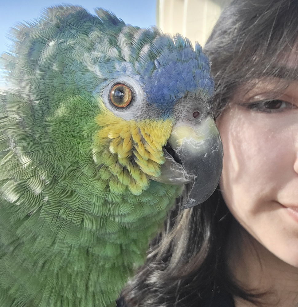 angel sits next to a blue fronted amazon